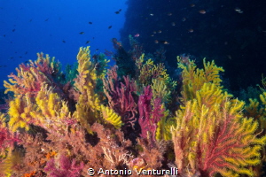 Gorgonian soft coral shotted in Scilla-Calabria-Italy
(C... by Antonio Venturelli 
